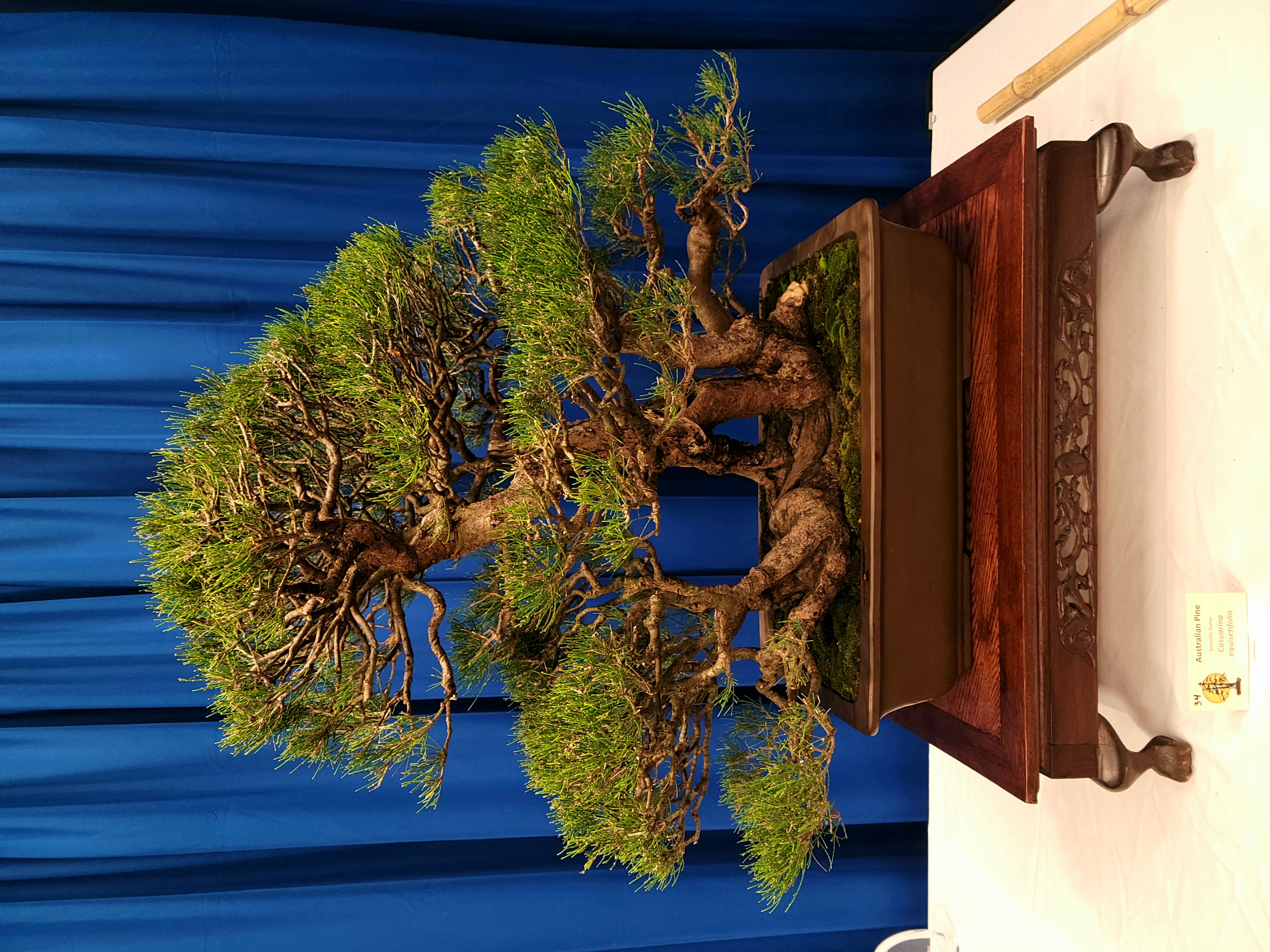 Bonsai Tree 1