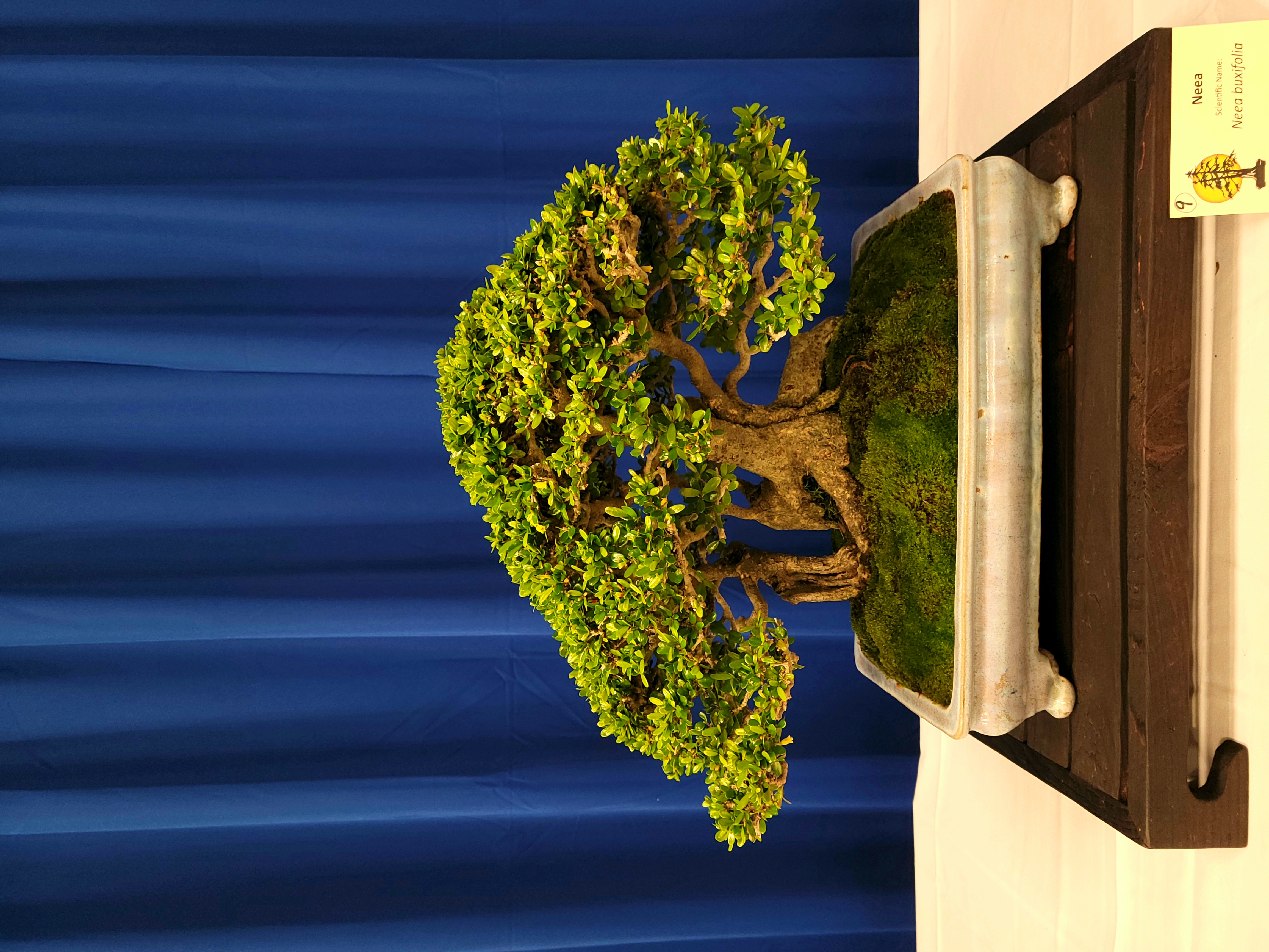 Bonsai Tree 2