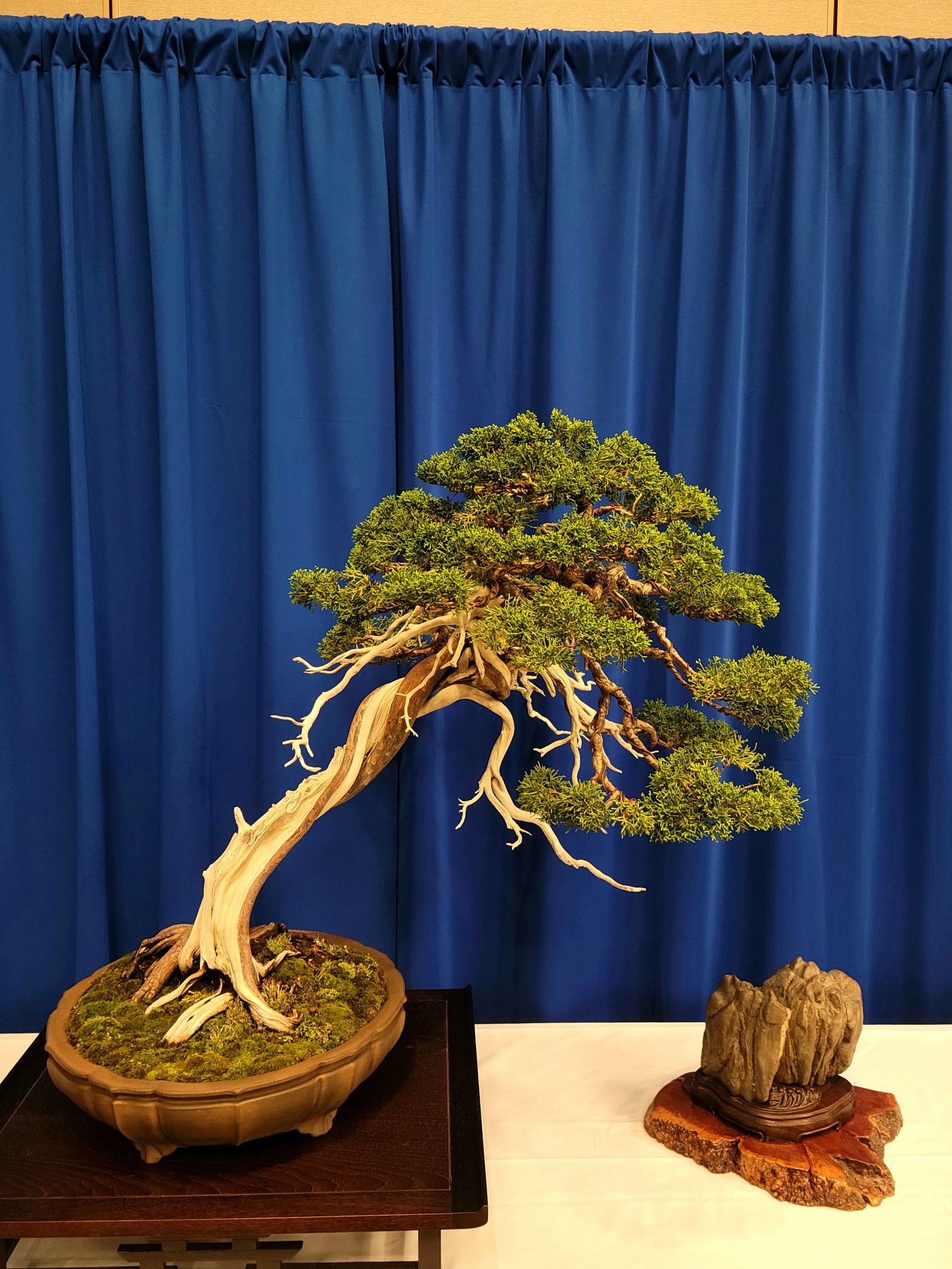Juniper bonsai from Hary's collection