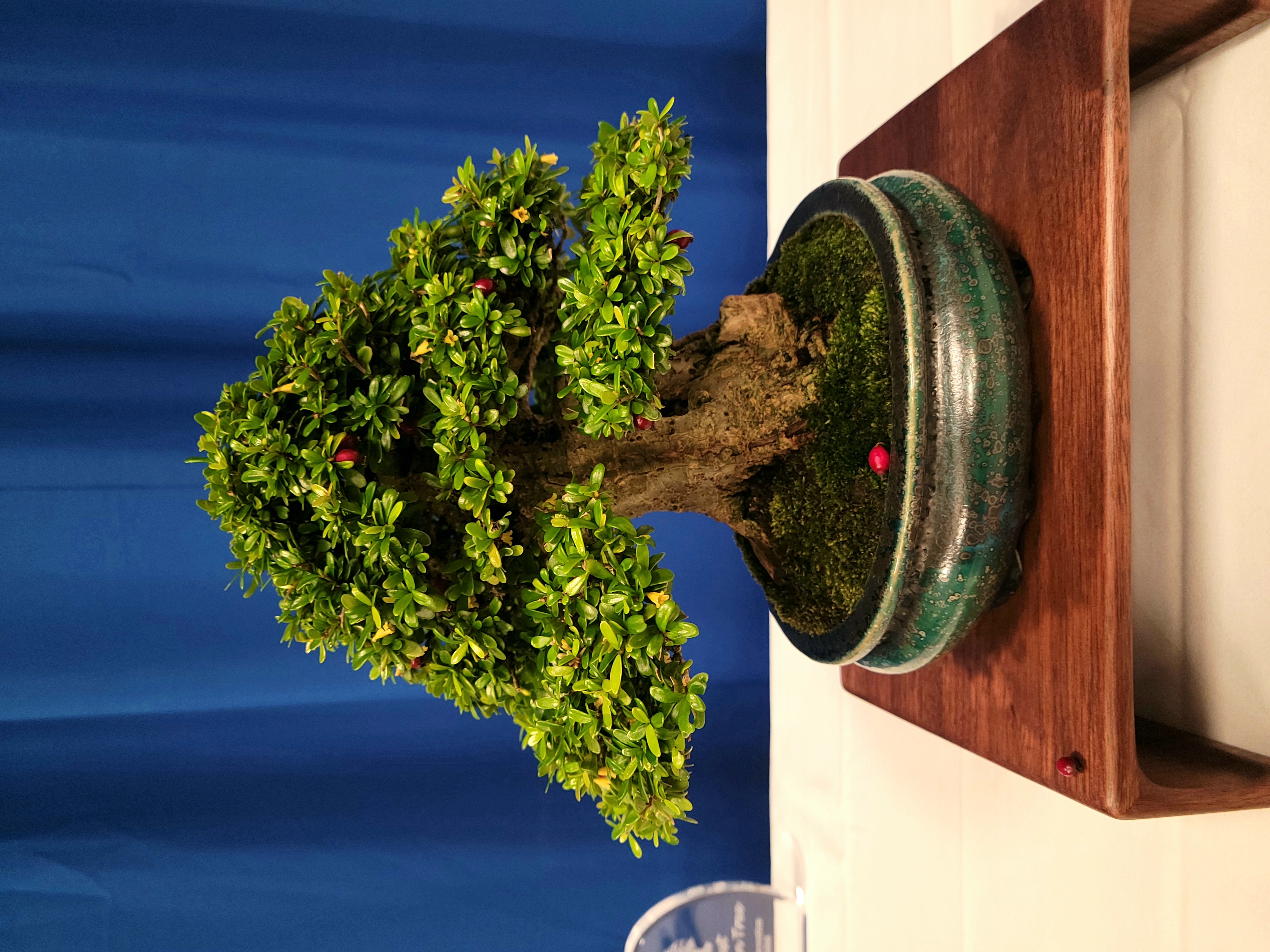 Bonsai Tree 3